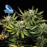 C99 x Blueberry Fast Feminized Seeds-SMAN-C99BB-FAST-FEM