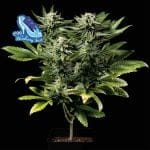 C99 x Blueberry Fast Feminised Seeds-SMAN-C99BB-FAST-FEM