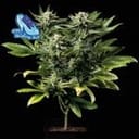 C99 x Blueberry Fast Feminized Seeds-SMAN-C99BB-FAST-FEM