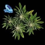 C99 x Blueberry бърз феминизирани семена-SMAN-C99BB-FAST-FEM