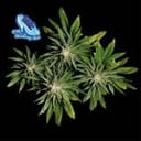 C99 x Blueberry Fast Feminized Seeds-SMAN-C99BB-FAST-FEM