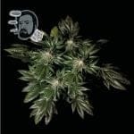 Jack Herer Rapide Féminisée Semences-SMAN-JCKHR-FAST-FEM