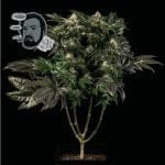 Jack Herer бърз феминизирани семена-SMAN-JCKHR-FAST-FEM