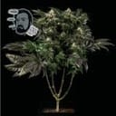 Jack Herer Fast Feminized Seeds-SMAN-JCKHR-FAST-FEM