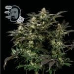 Jack Herer Fast Feminized Seeds-SMAN-JCKHR-FAST-FEM