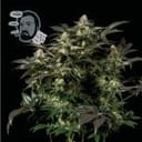 Jack Herer Fast Feminized Seeds-SMAN-JCKHR-FAST-FEM