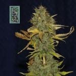 White Widow Fast Feminized Seeds-SMAN-WW-FAST-FEM