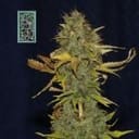 White Widow Schnell Feminisiert Saatgut-SMAN-WW-FAST-FEM