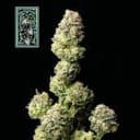 White Widow Schnell Feminisiert Saatgut-SMAN-WW-FAST-FEM