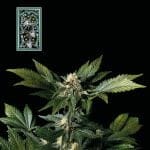 White Widow Fast Feminized Seeds-SMAN-WW-FAST-FEM