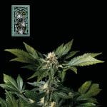 White Widow Fast Feminised Seeds-SMAN-WW-FAST-FEM