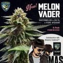 Melon Vader Feminised Seeds - 5+1-THS-MELV-FEM-5