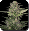 BS-SBS4602-F5