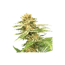 Friesland Regular Seeds - 12-SSSC-FR-REG-12