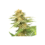 Friesland Regular Seeds - 12-SSSC-FR-REG-12