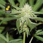Lemonchello Haze феминизирани семена-SMANLH