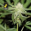 Lemonchello Haze Feminized Seeds-SMANLH