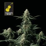 Lemonchello Haze Feminised Seeds-SMANLH
