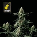 Lemonchello Haze Feminised Seeds-SMANLH