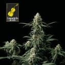 Lemonchello Haze Feminized Seeds-SMANLH