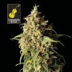 Lemonchello Haze Feminised Seeds-SMANLH