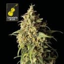 Lemonchello Haze Feminized Seeds-SMANLH
