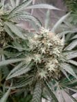 Strawberry Banana Grape феминизирани семена-SMANSTB