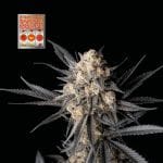 Strawberry Banana Grape Feminised Seeds-SMANSTB