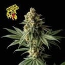 Badazz OG Cheese Feminized Seeds-SMANBACH
