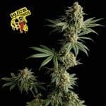 Badazz OG Cheese феминизирани семена-SMANBACH
