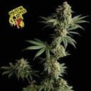 Badazz OG Cheese Feminized Seeds-SMANBACH