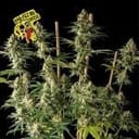 Badazz OG Cheese Feminized Seeds-SMANBACH