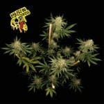 Badazz OG Cheese Feminized Seeds-SMANBACH