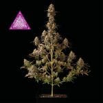 Critical Purple Kush Feminisiert Saatgut-SMANCPK