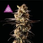 Critical Purple Kush Feminised Seeds-SMANCPK