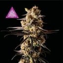Critical Purple Kush Feminized Seeds-SMANCPK