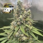 The White OG Feminised Seeds-SMANTWR