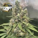 The White OG Feminized Seeds-SMANTWR