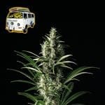 The White OG Feminised Seeds-SMANTWR