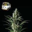 The White OG Feminized Seeds-SMANTWR