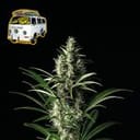 The White OG Feminized Seeds-SMANTWR