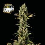 The White OG Feminised Seeds-SMANTWR