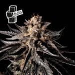 Black Sugar феминизирани семена-SMANBLS