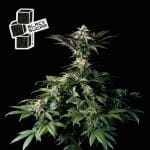 Black Sugar феминизирани семена-SMANBLS