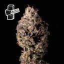 Black Sugar Feminised Seeds-SMANBLS