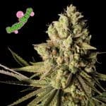 Bubba Kush Feminised Seeds-SMANBUKU