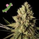 Bubba Kush Feminized Seeds-SMANBUKU