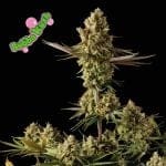 Bubba Kush Feminised Seeds-SMANBUKU