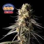 Cream & Cheese CBD 1:1 Feminised Seeds-SMANCCCBD