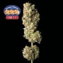 Cream & Cheese CBD 1:1 Feminized Seeds-SMANCCCBD